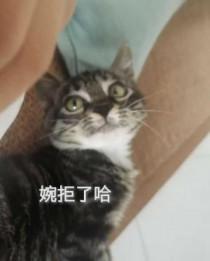 婉拒后的回复
