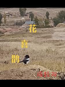 花喜鹊娶了媳妇忘了娘