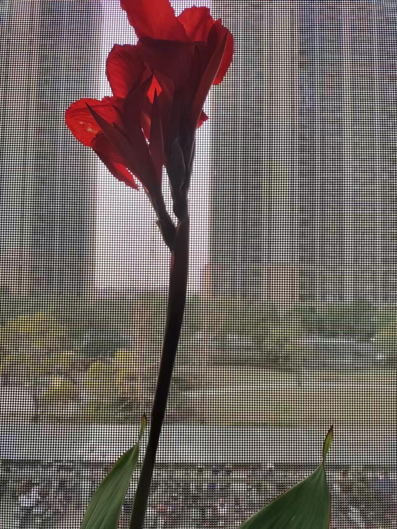 追梦花的图片