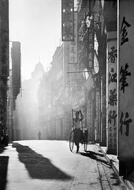 两栖蓼